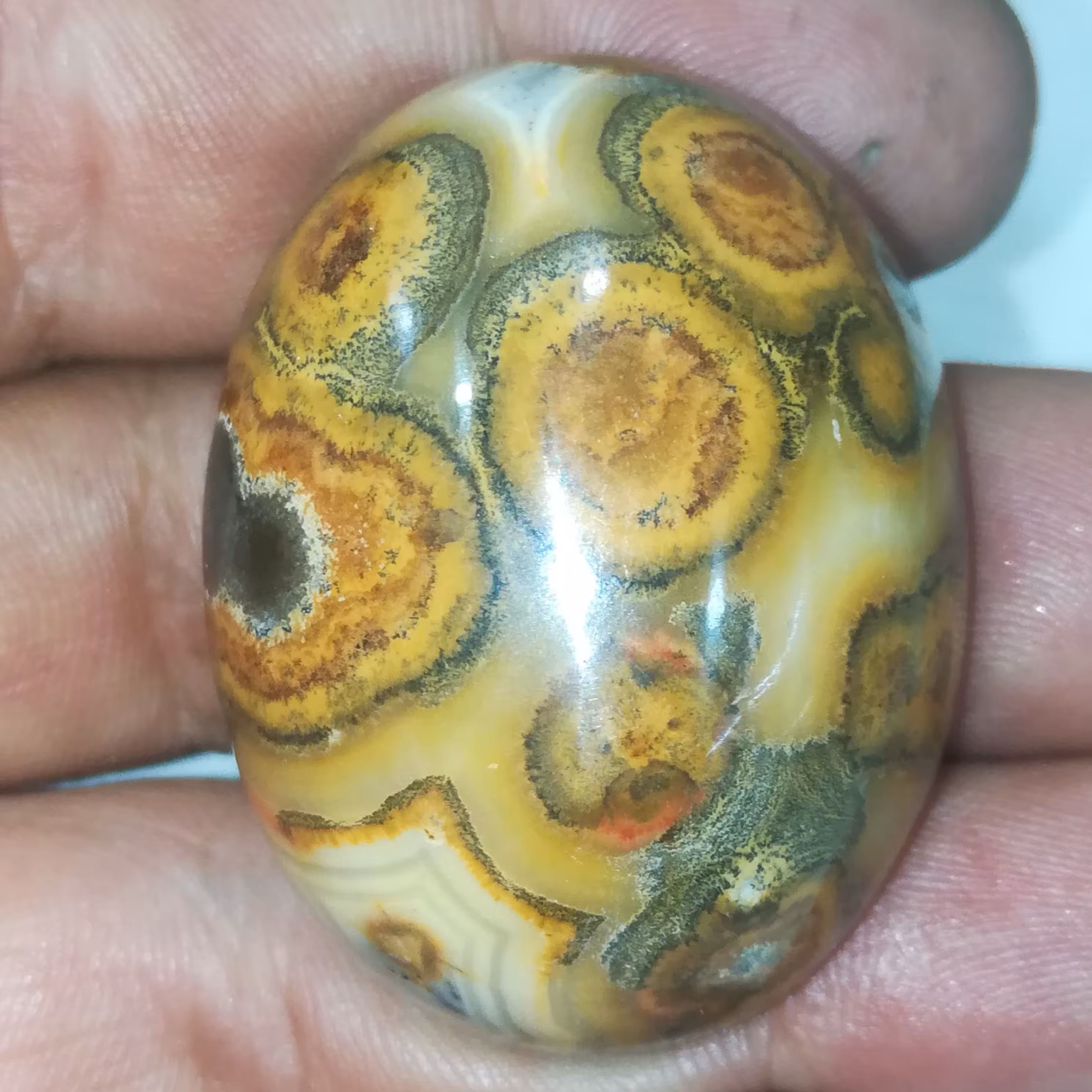 باباقوری طبیعی دُرشت 