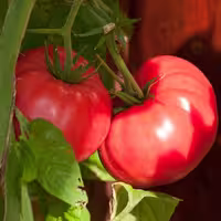 بذر گوجه فرنگی صورتی پوندروسا 10 عددی