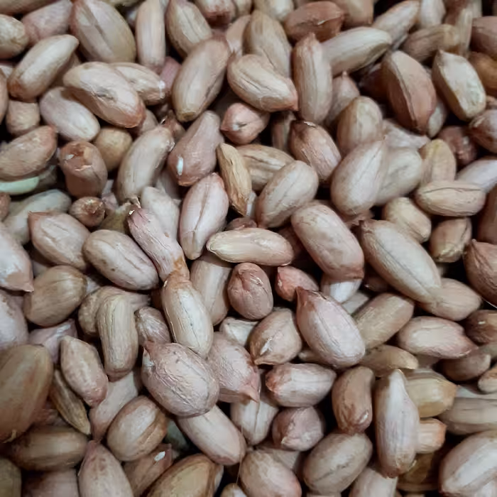 بادام زمینی  آستانه اشرفیه خام درشت ومتوسط درهم 1000گرم