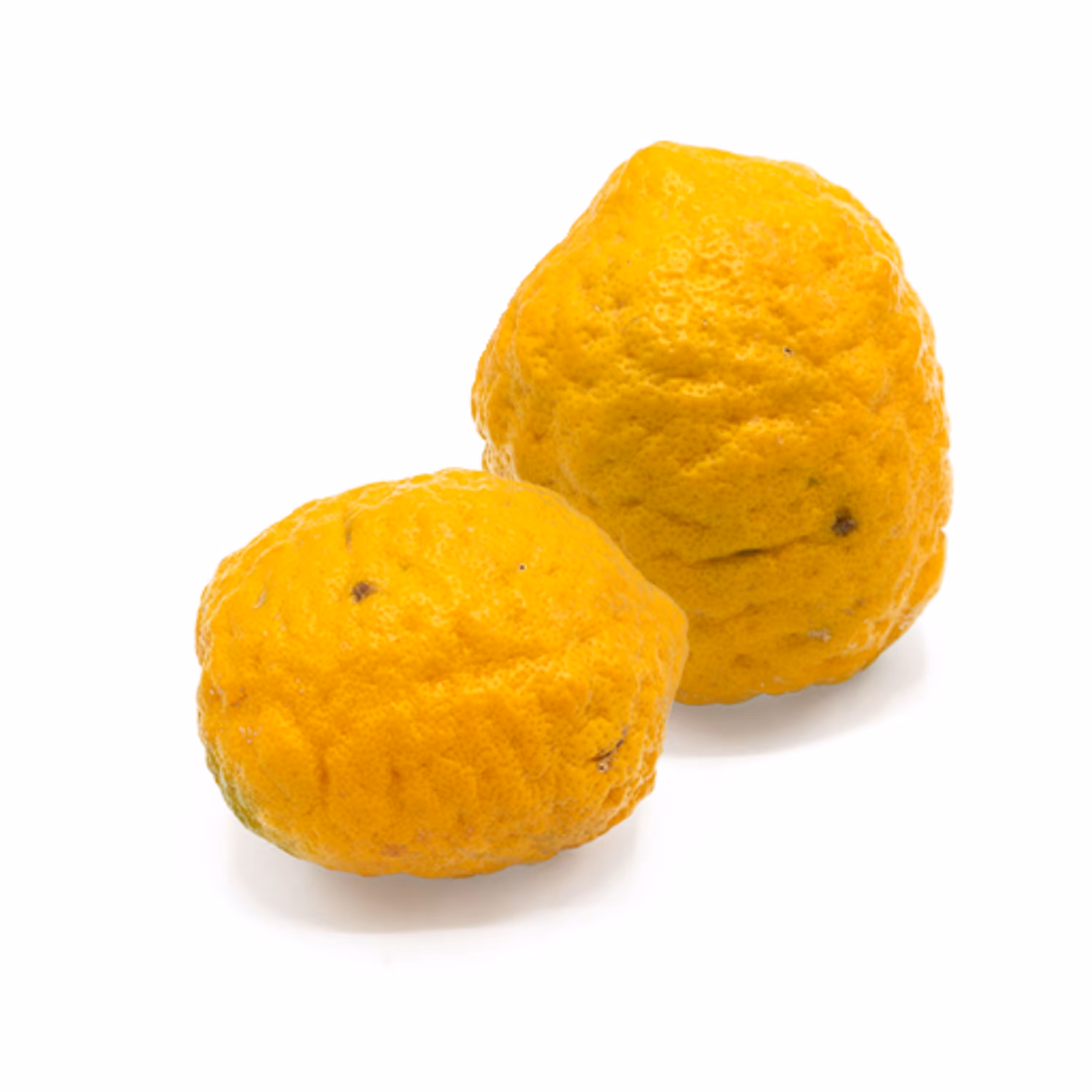 بذر درخت بالنگ 10 عددی