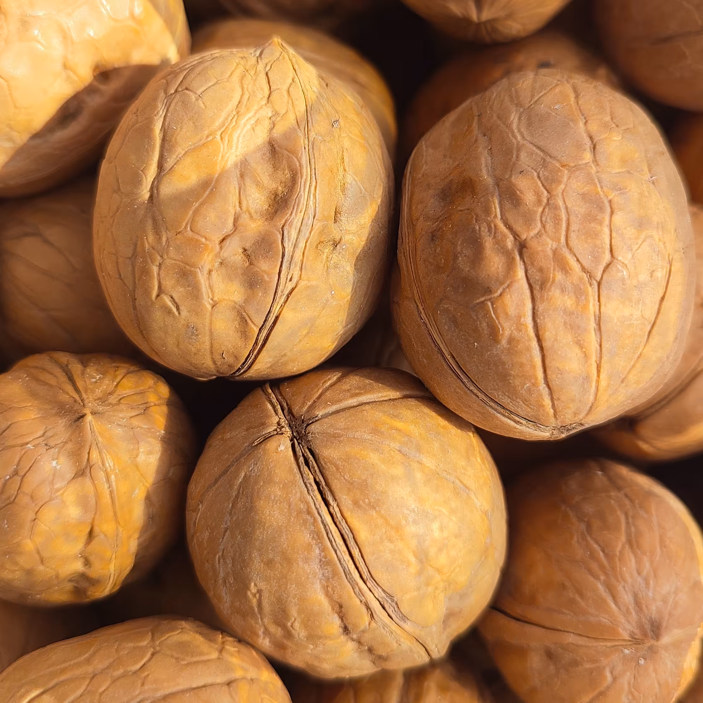 گردو بلغاری