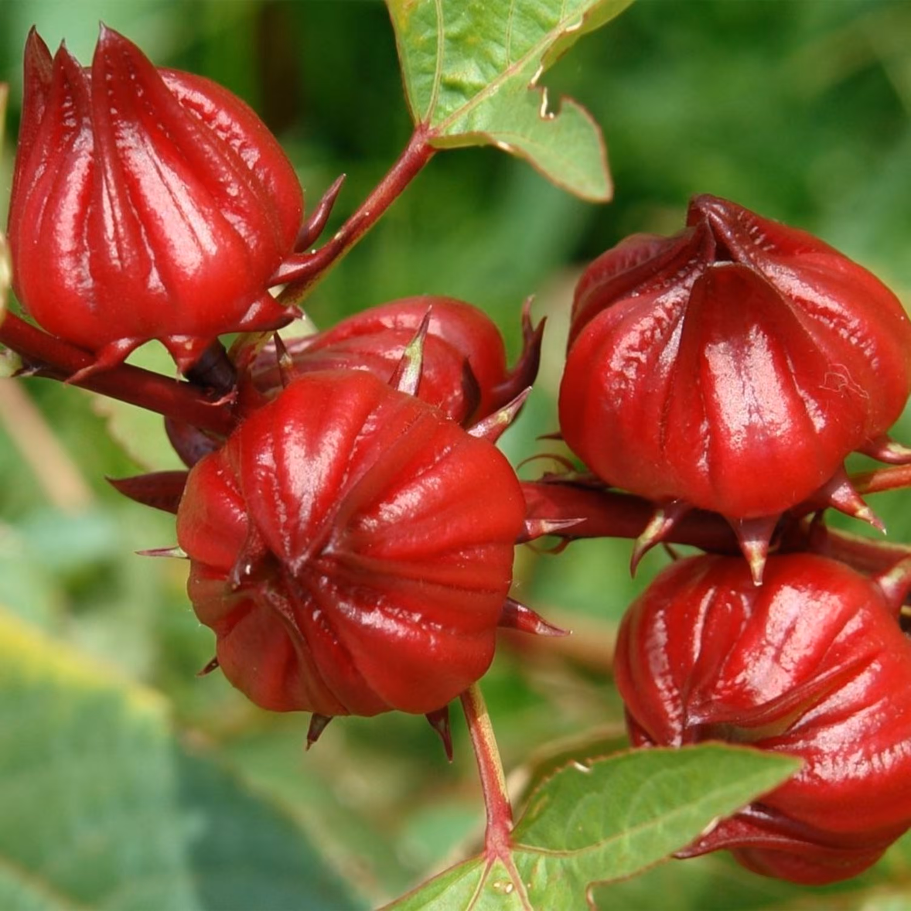بذر چای ترش 1گرمی