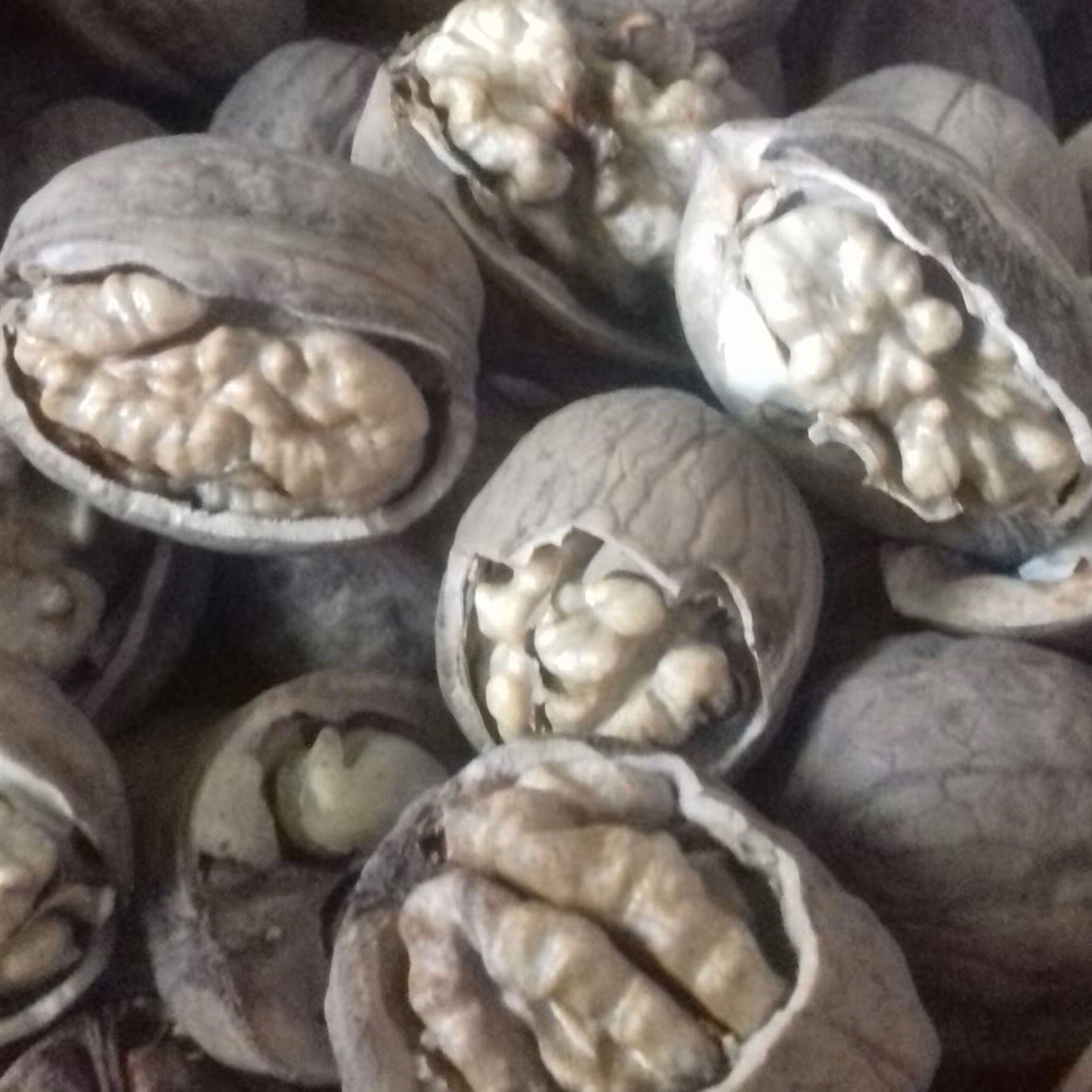 گردوی پوست نازک همدان