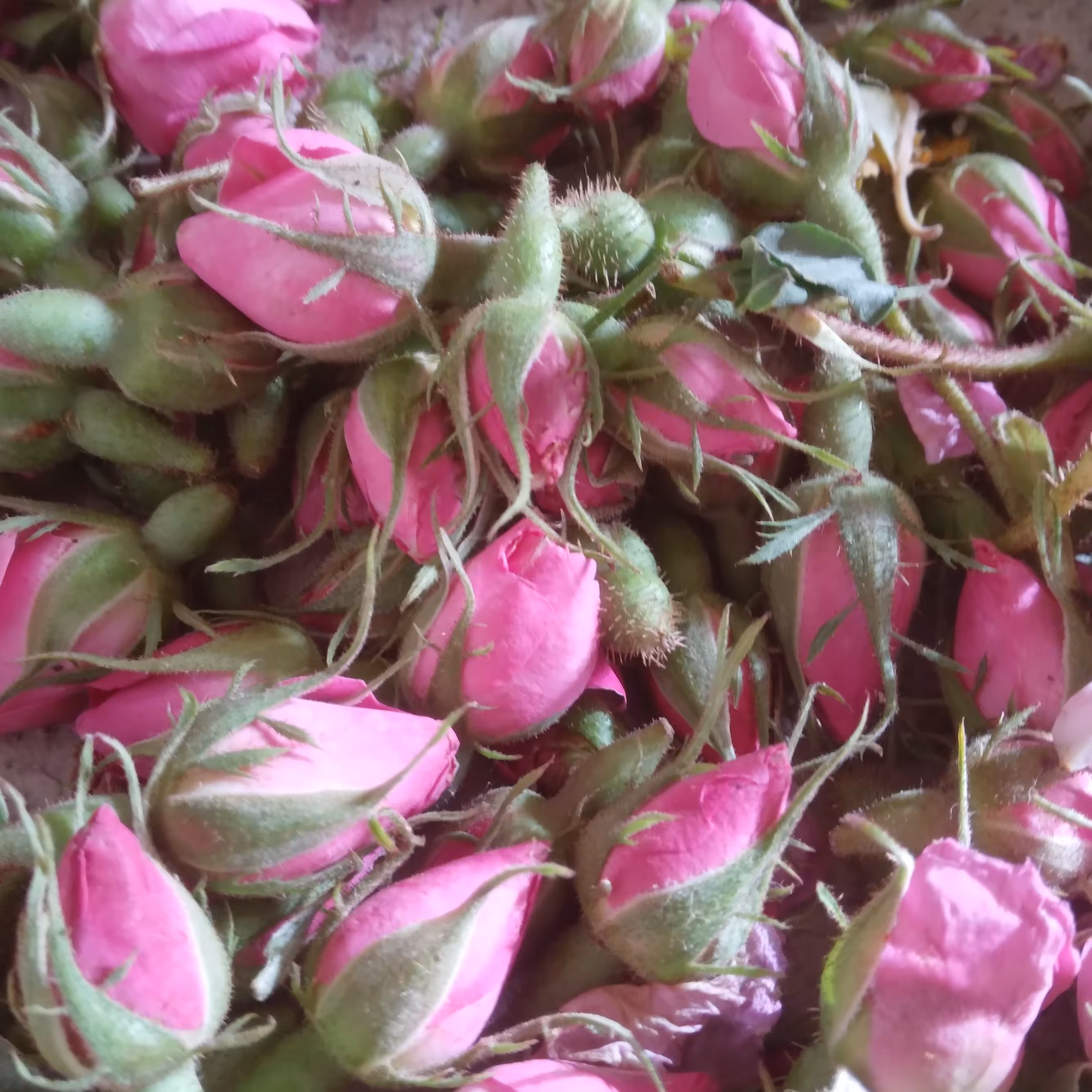 غنچه گل محمدی امسالی  صددر صد  ارگانیک منطقه   اورامان