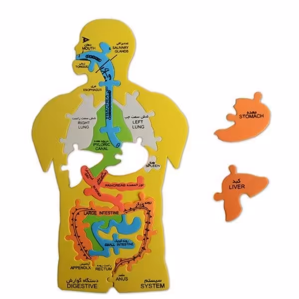 پازل اموزشی فومی بدن انسان