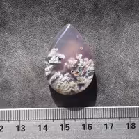 شجر سوسنی با شکوفه های رنگارنگ منطقه فردوس 