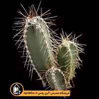 بذر کاکتوس Cereus Forbesii