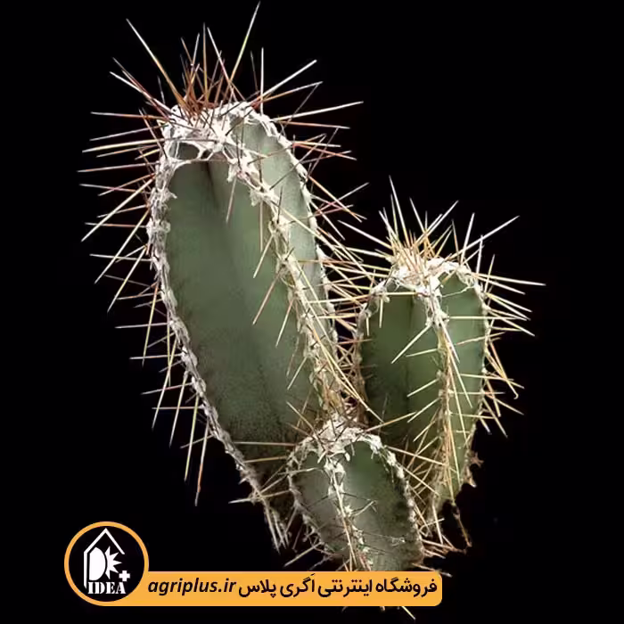 بذر کاکتوس Cereus Forbesii