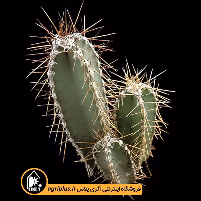 بذر کاکتوس Cereus Forbesii