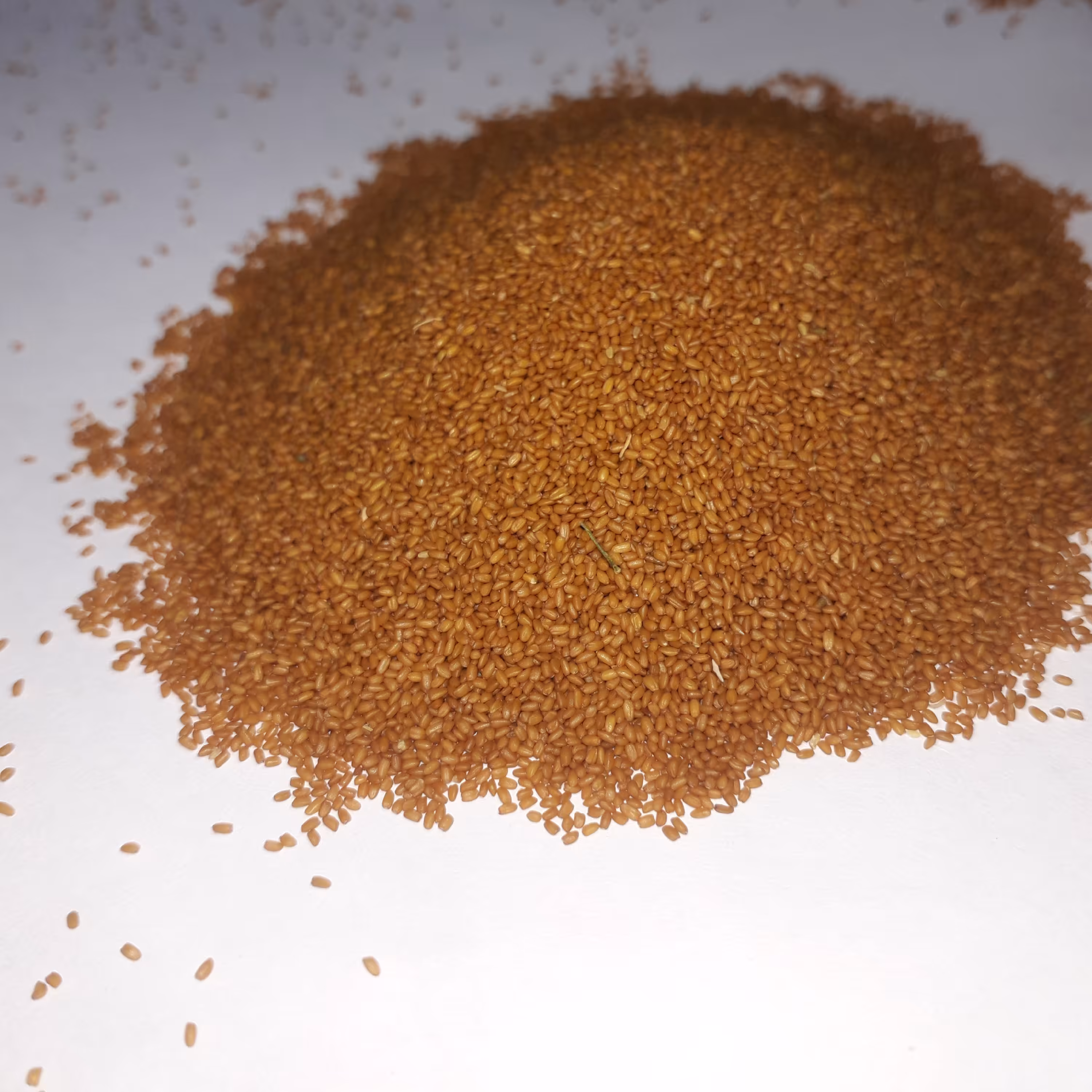 خاکشیر ممتاز  در بسته بندی 250 گرمی 