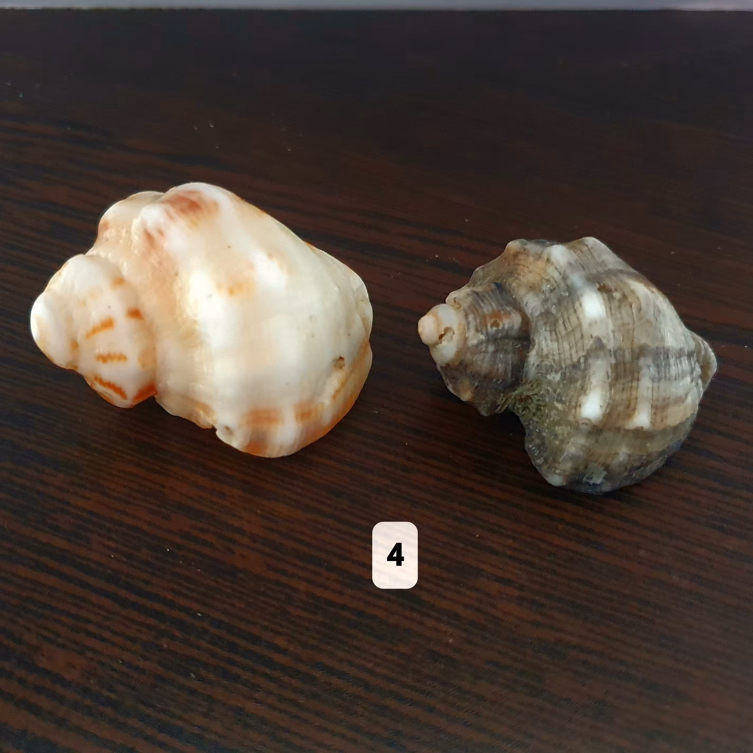 صدف مورکس سواحل مکران کد 016