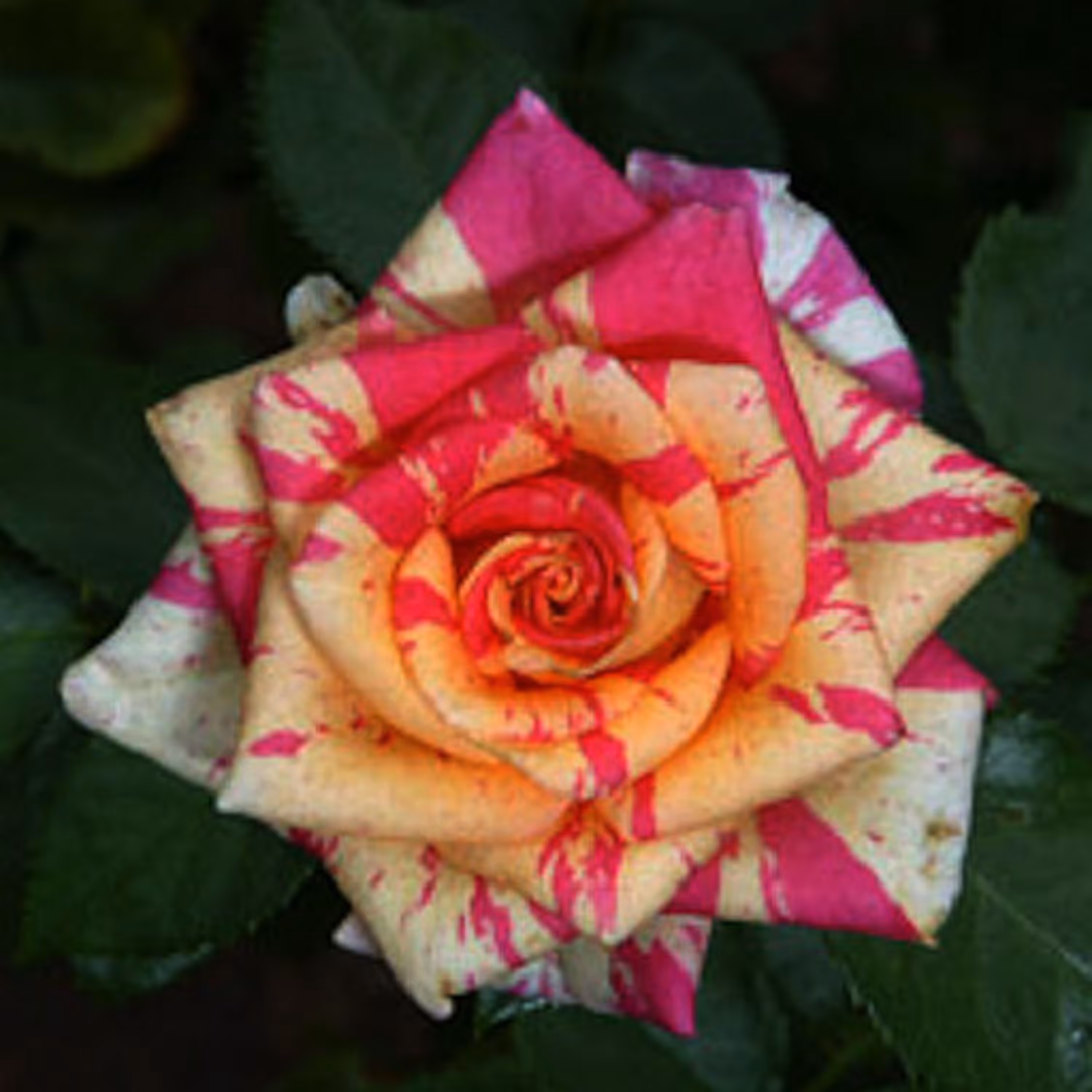بذر گل رز شهابی زرد 5 عددی