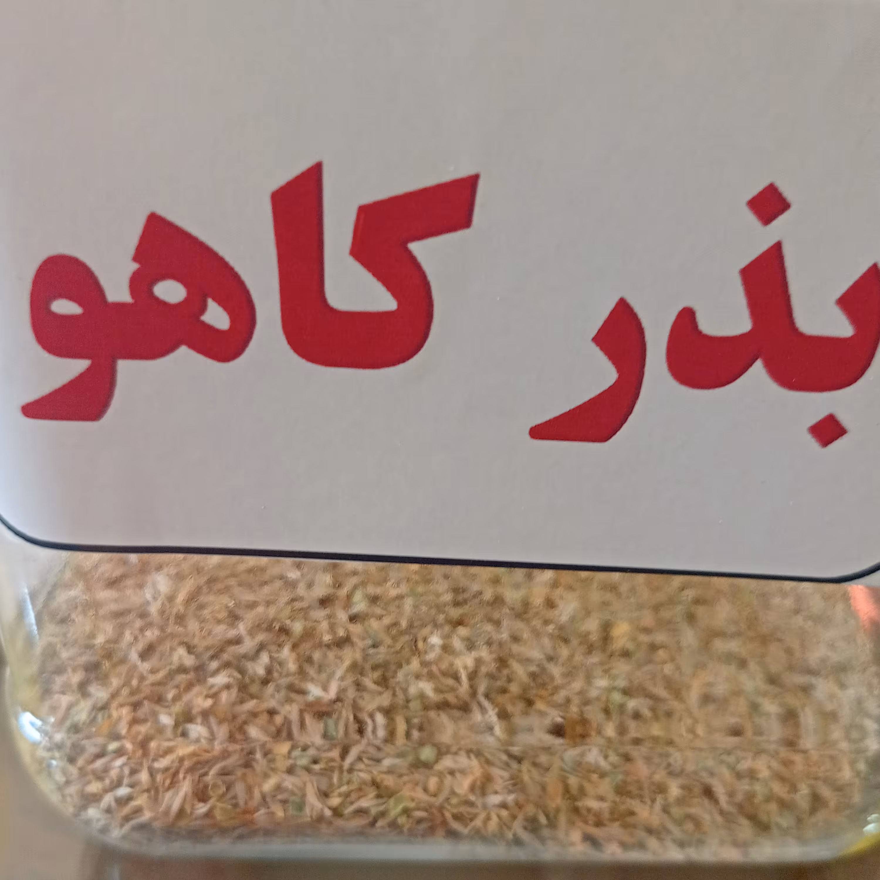 بذر کاهو