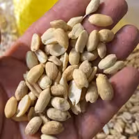 بادام زمینی پوست کنده سایز متوسط یک کیلویی تازه