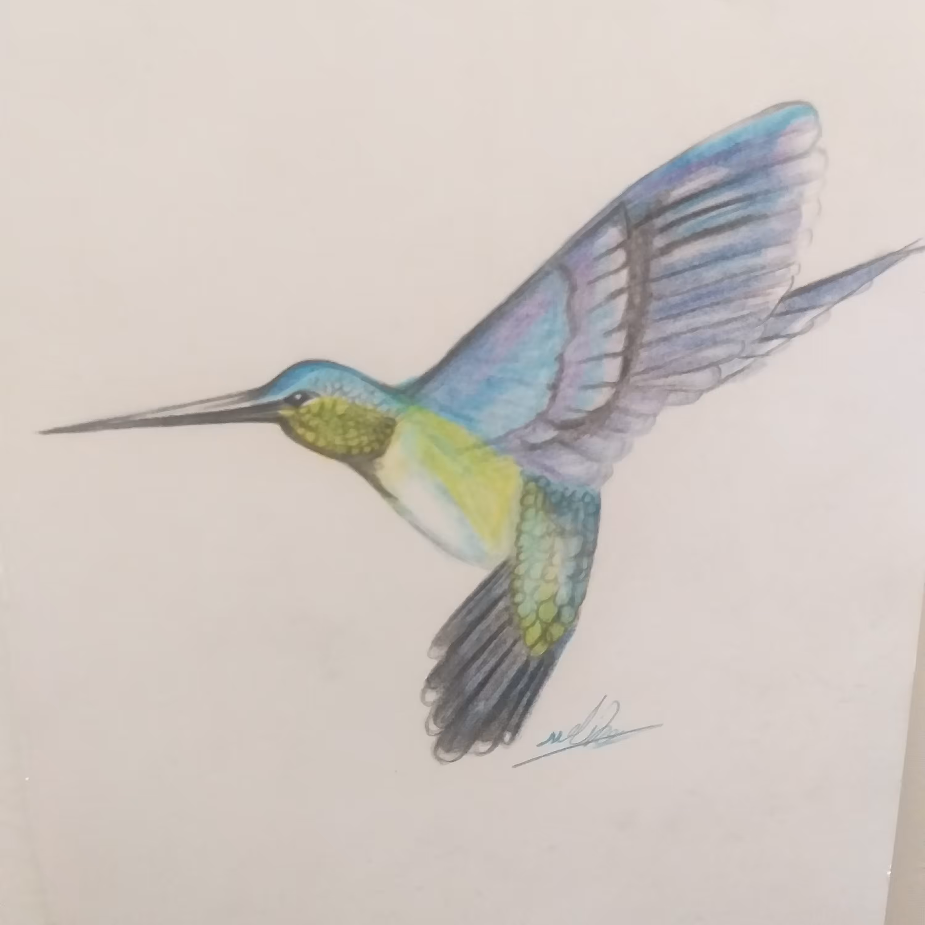 نقاشی مرغ مگس خوار مخصوص کودکان