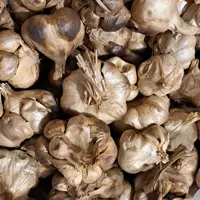 سیر سیاه ،سیرسیاه 1 کیلو گرمی ،سیر سیاه همدان،سیر سیاه پاستیلی،سیر سیاه اعلا
