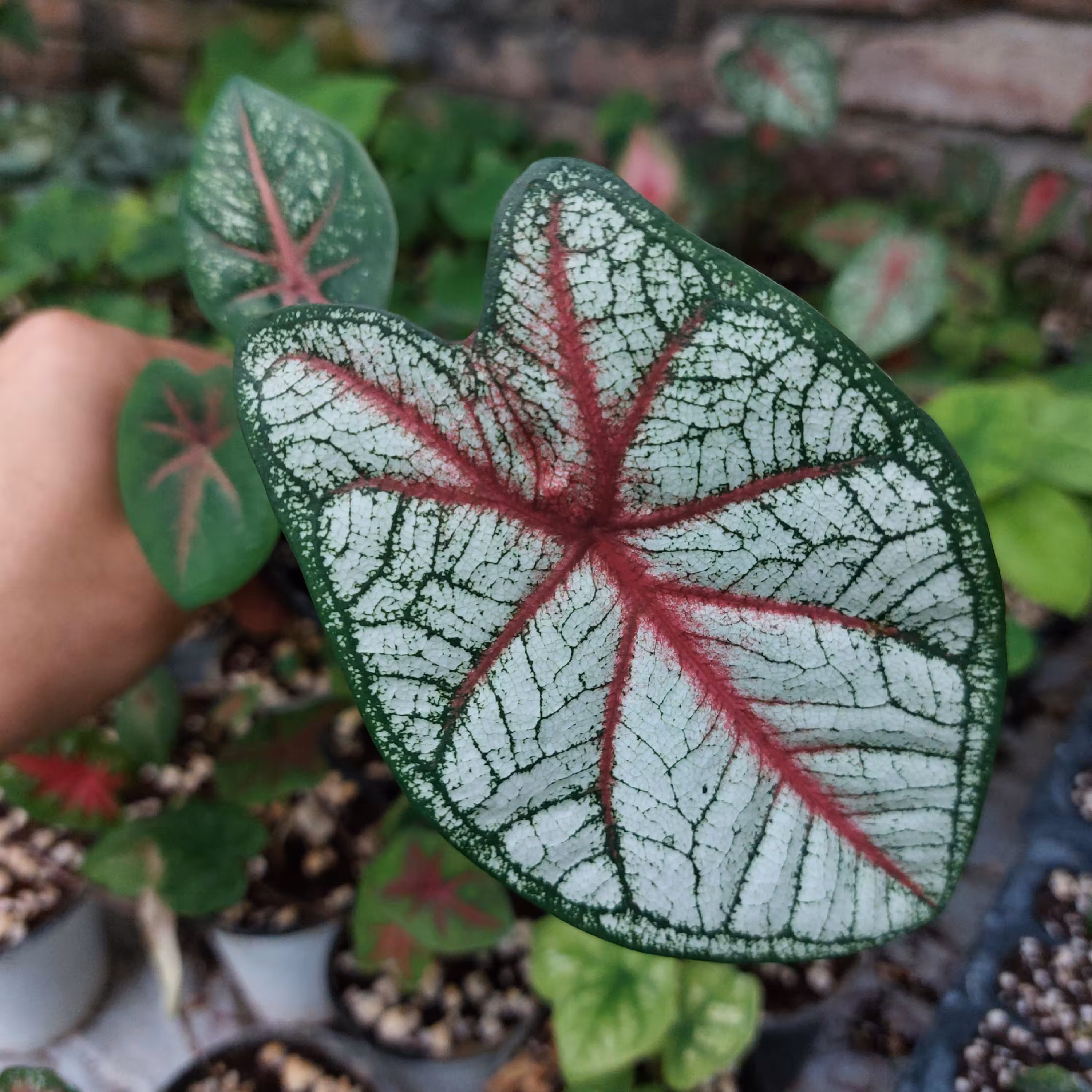 گل و گیاه آپارتمانی کالادیوم قرمز گلدان نشایی سایز 8