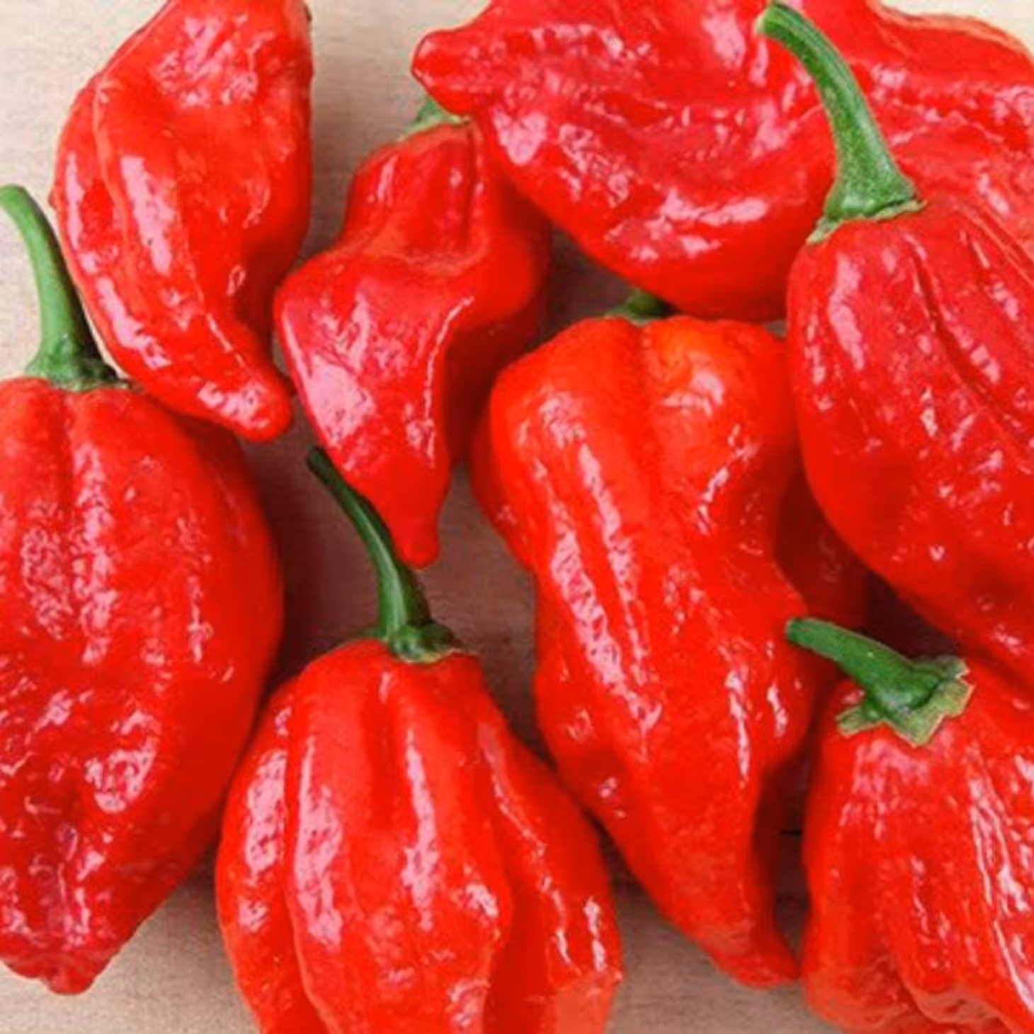 بذر فلفل کارولینا ریپر وارداتی بسته 5 عددی