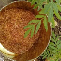 خامه زعفران