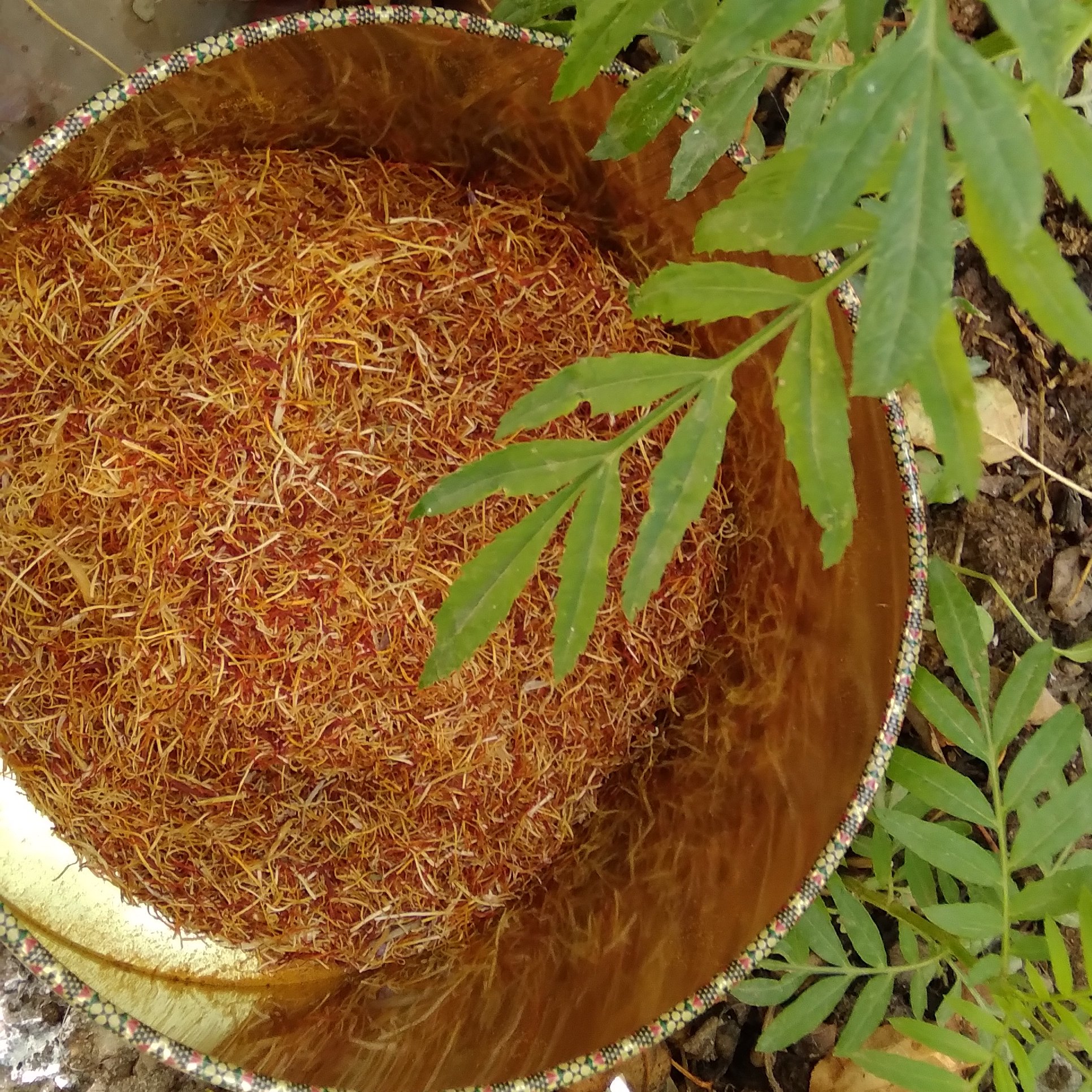 خامه زعفران