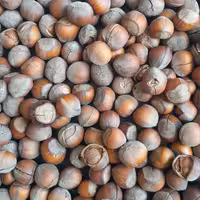 فندق  خام شکسته محصول اشکور گیلان ترد و خوشمزه 