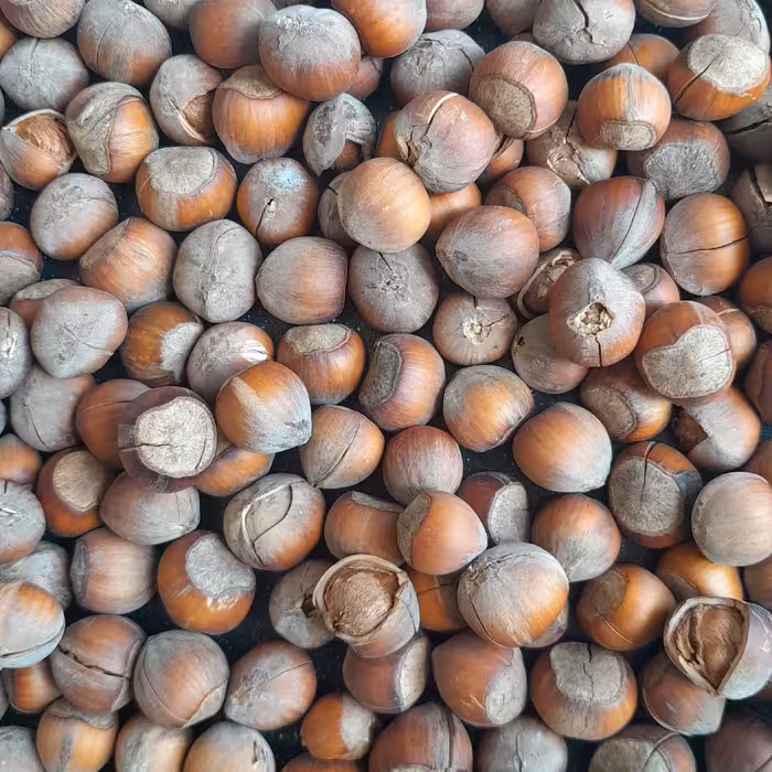 فندق  خام شکسته محصول اشکور گیلان ترد و خوشمزه 