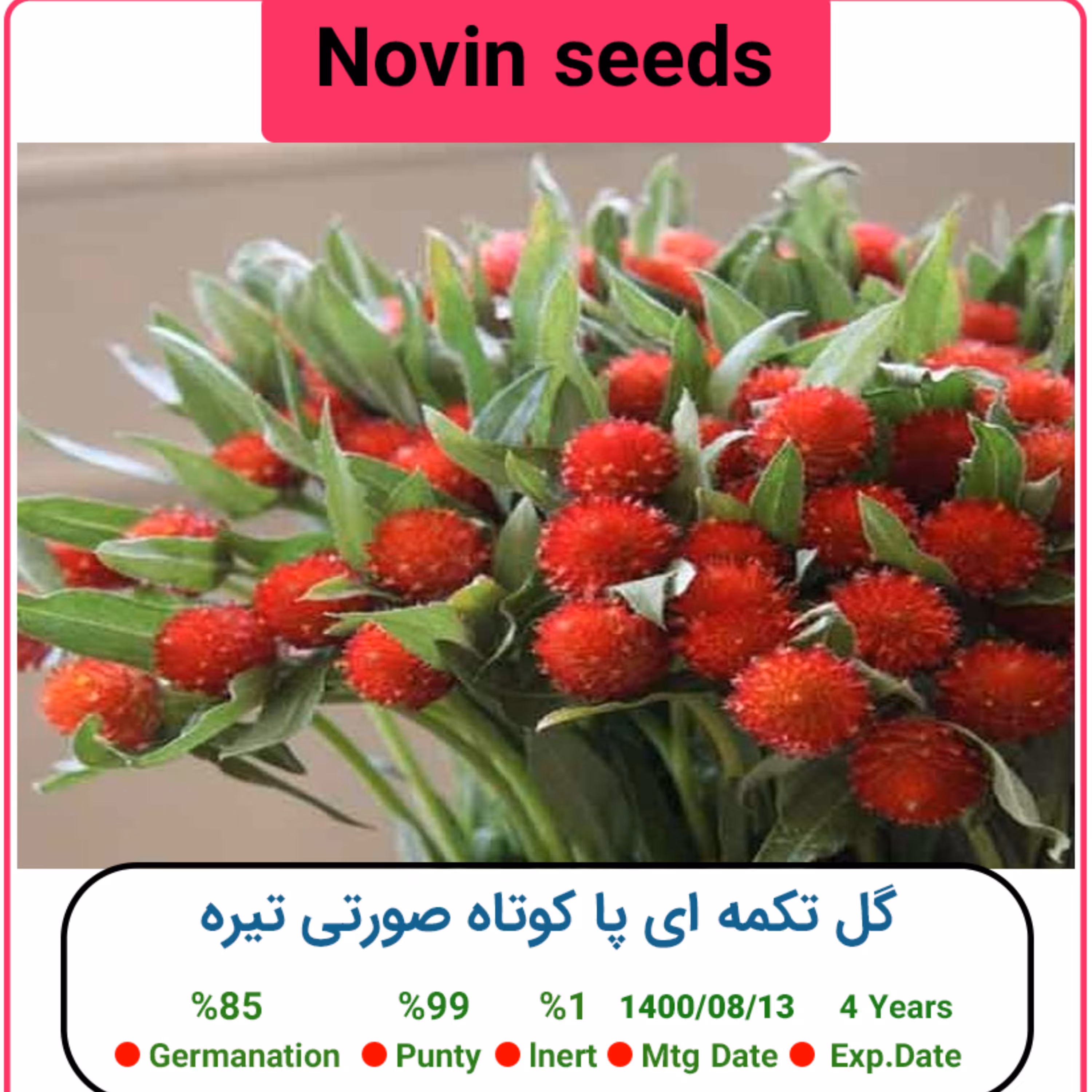 بذر گل تکمه ای پا کوتاه صورتی تیره