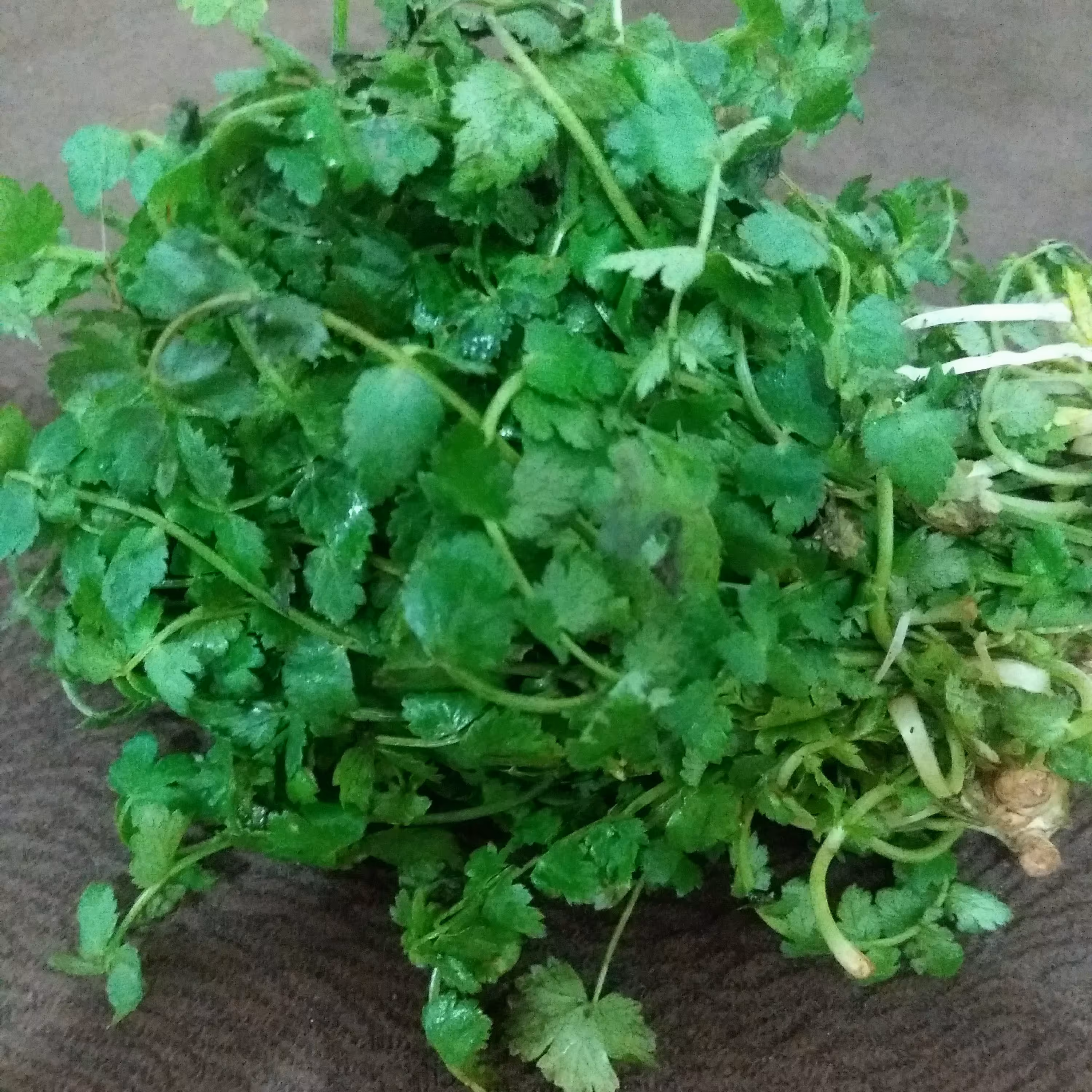 سبزی خشک  اناریجه جنگلی  100گ