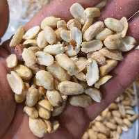 بادام زمینی پوست کنده سایز متوسط تازه برشته