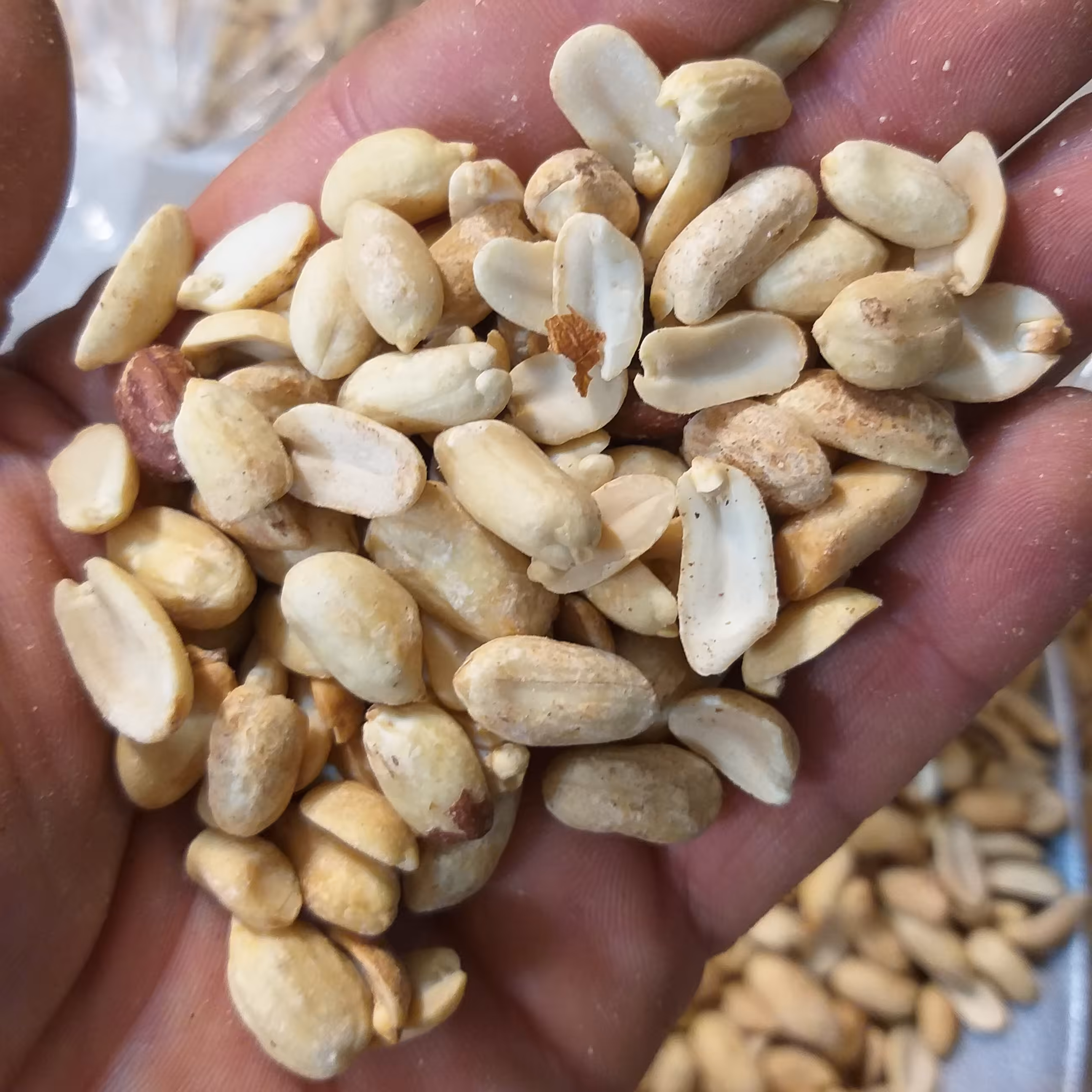 بادام زمینی پوست کنده سایز متوسط تازه برشته