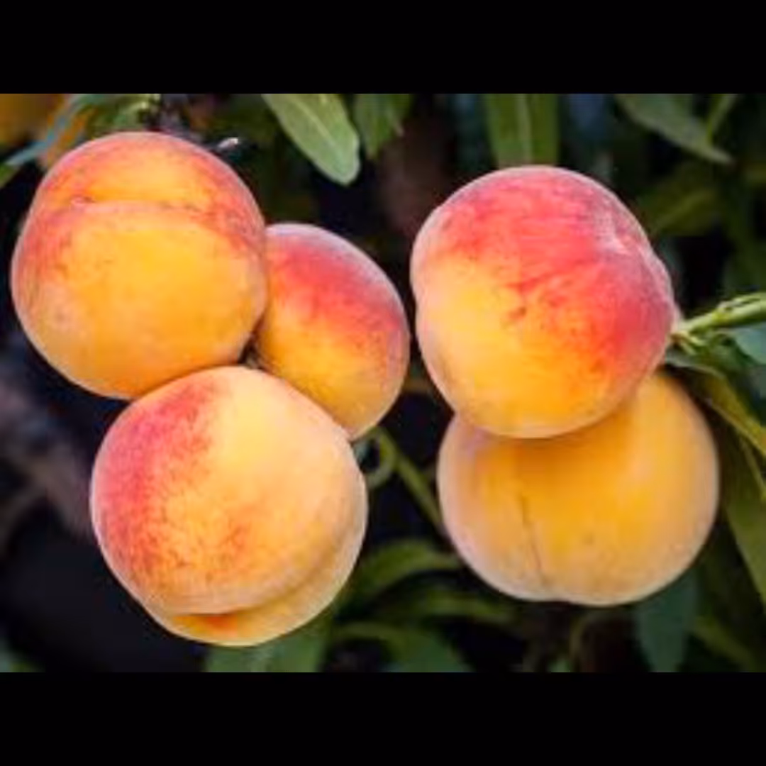 نهال هلو آلبرتا. ارسال پسکرایه