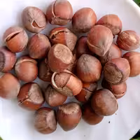 نیم کیلو فندق شکسته و برشته بدون نمک