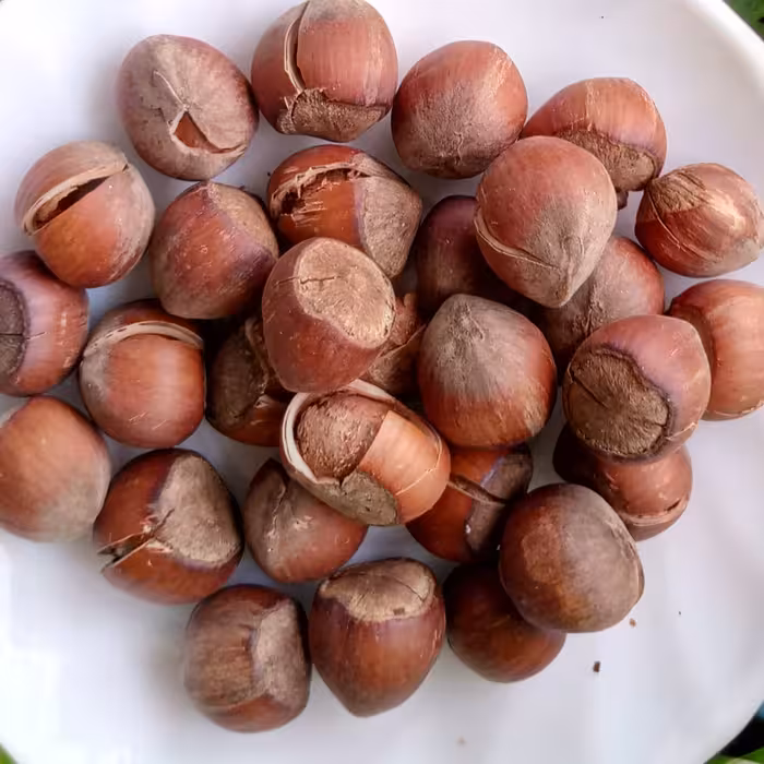 نیم کیلو فندق شکسته و برشته بدون نمک