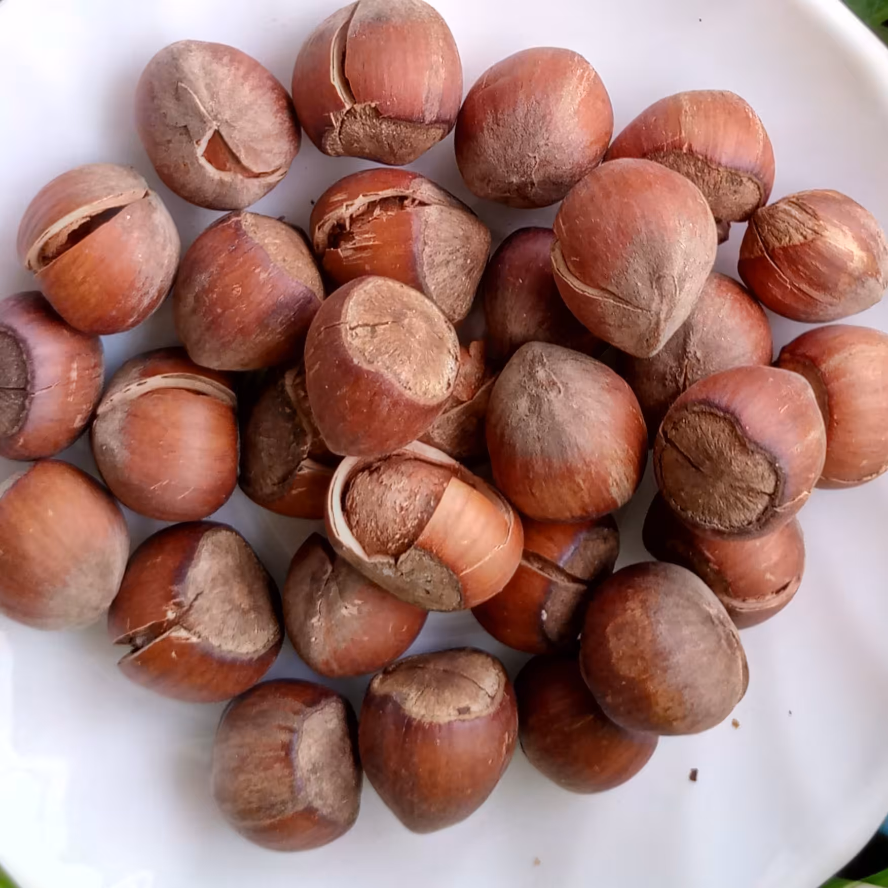 نیم کیلو فندق شکسته و برشته بدون نمک