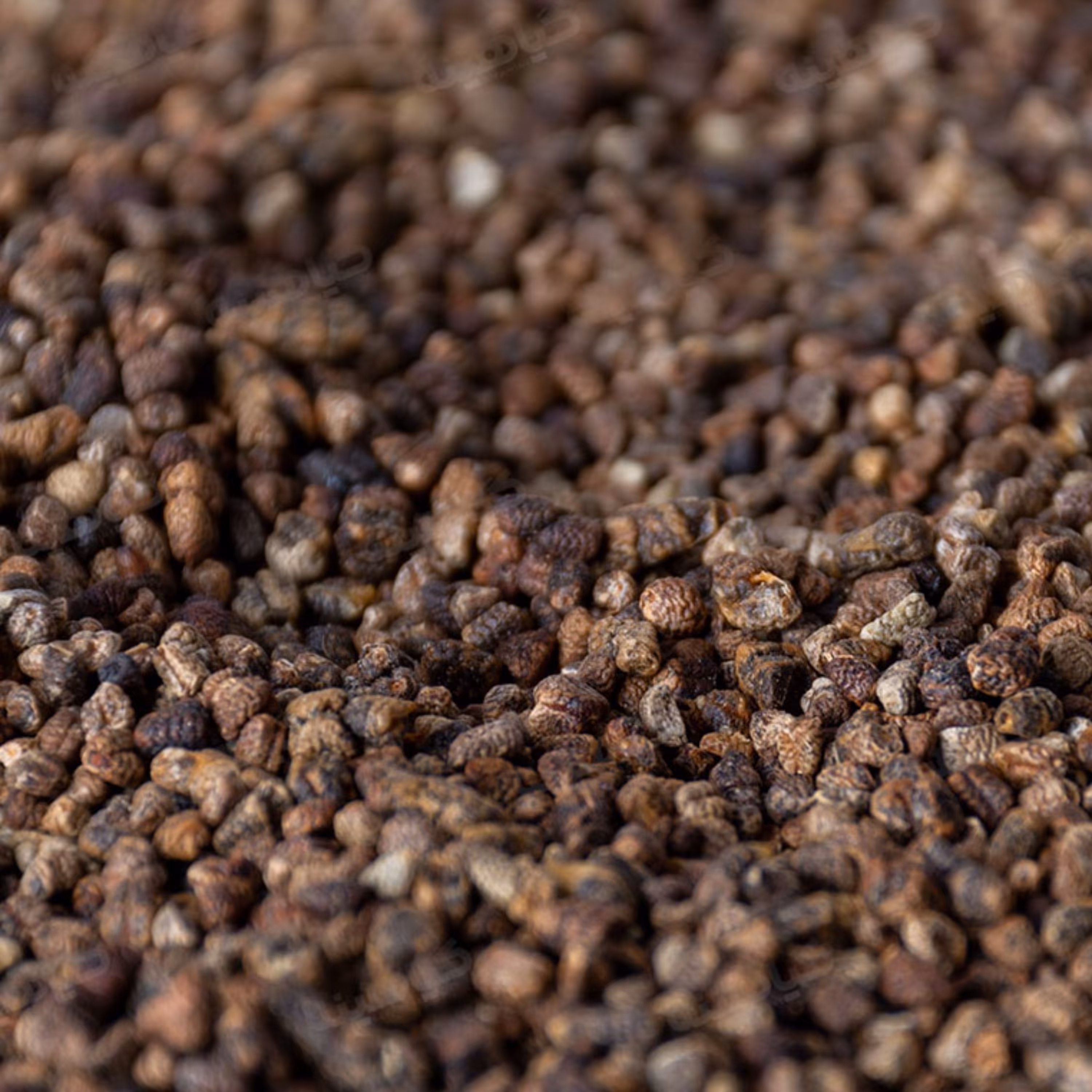 مغز هل سبز-هسته هل بسیار معطر