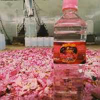 گلاب 20کیلو گل (متوسط) بیشه خوش عطر و طعم