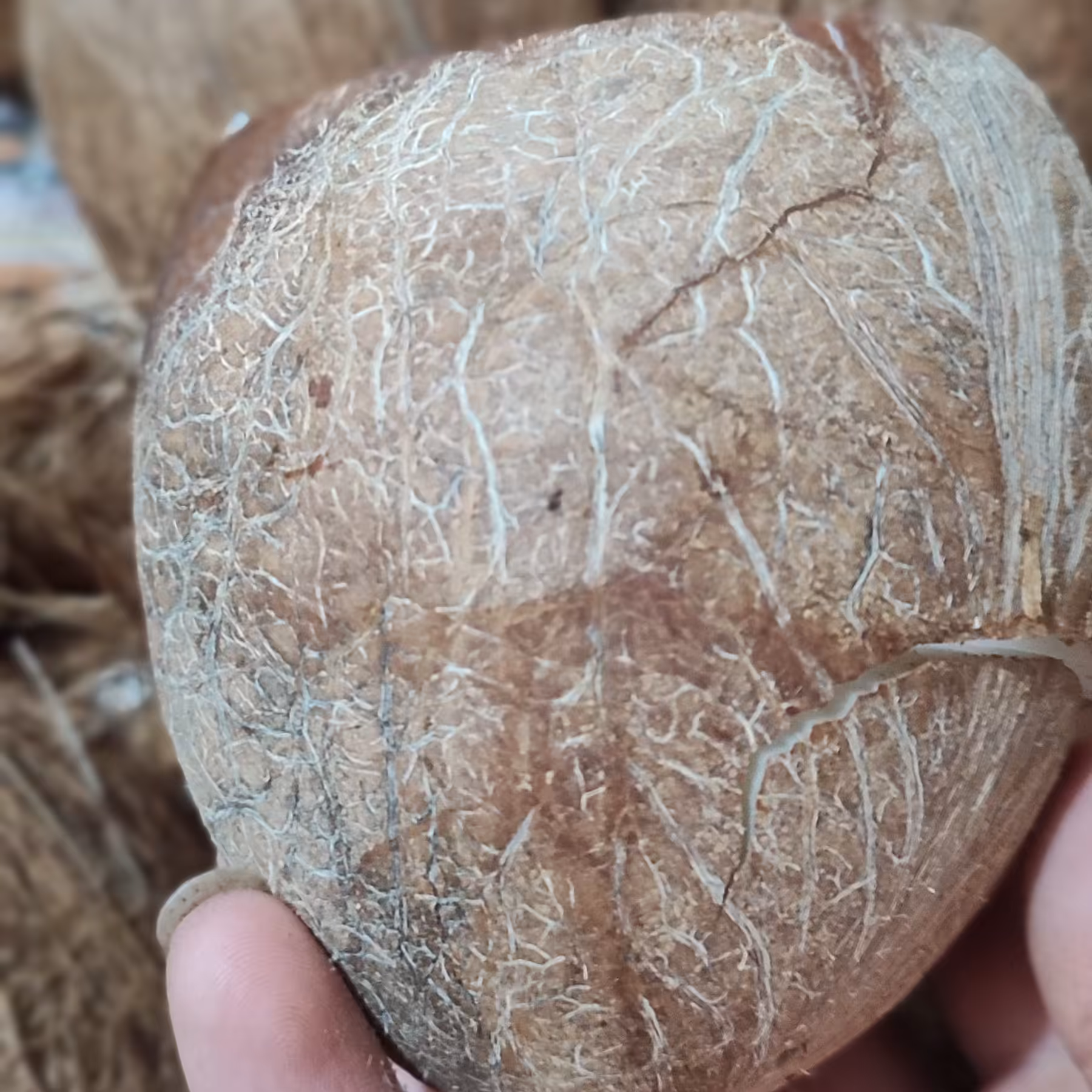 نارگیل خشک شده (100 گرم)
