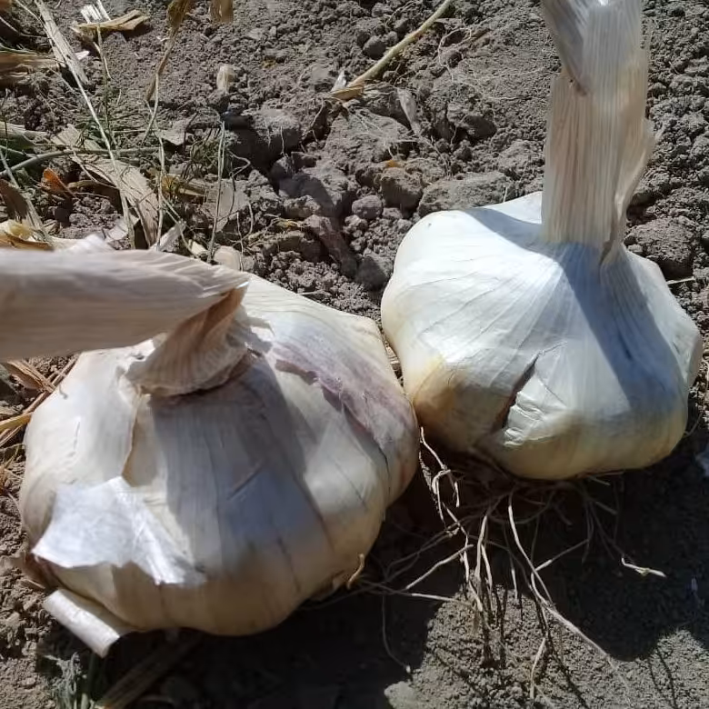 سیر صادرات ارگانیک ویژه یکدست درشت