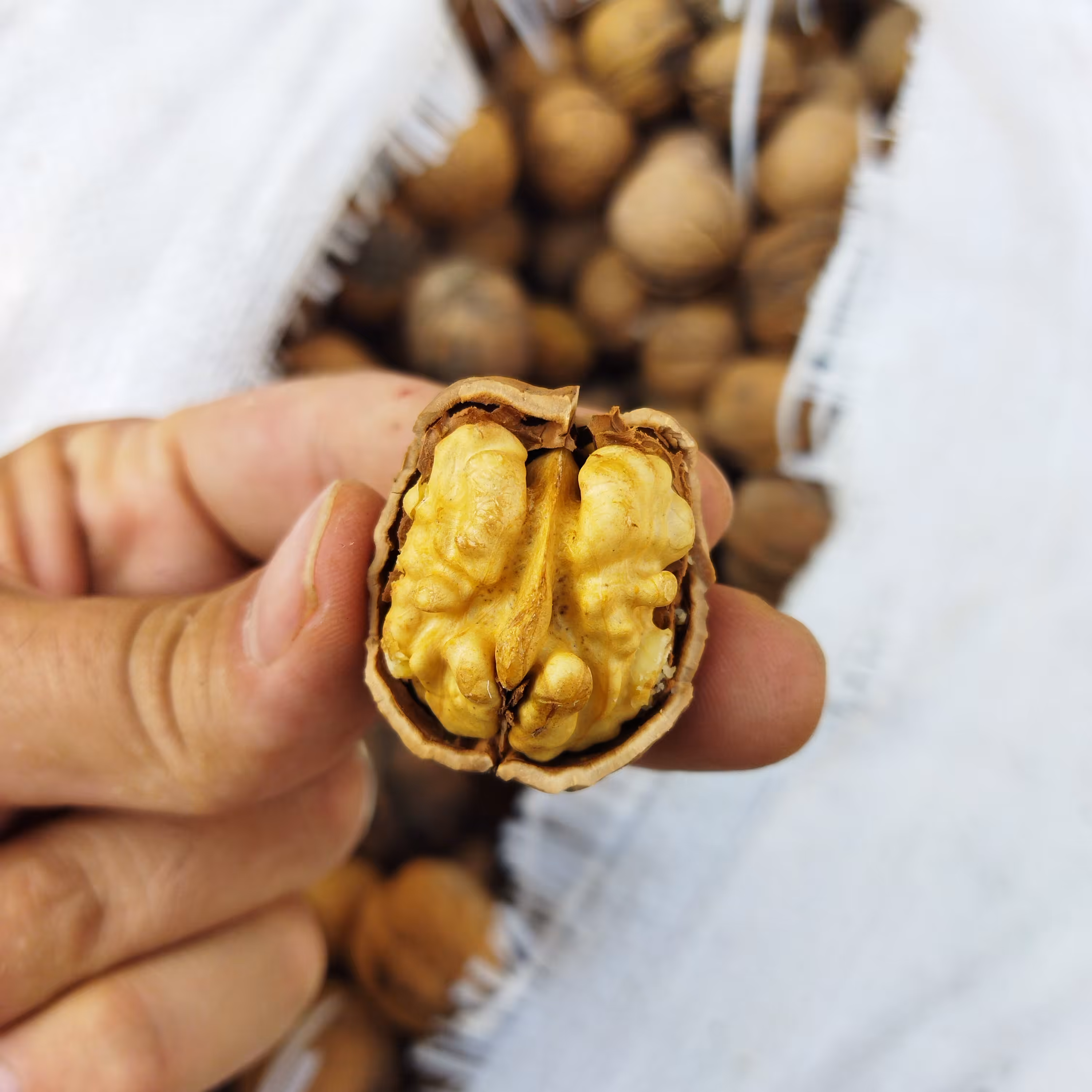 گردو ایرانی کیسه ای