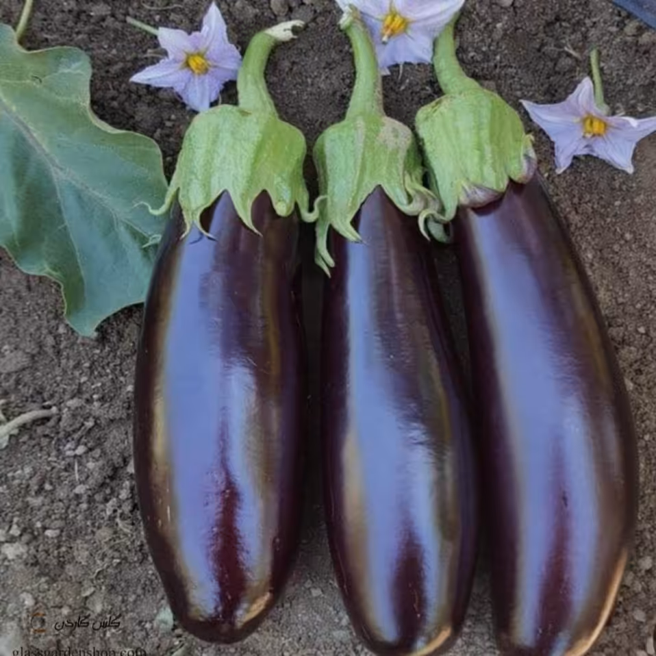 بذر بادمجان سیاه(50عددی)قیمت تنظیم بازاری،قیمت باسلام زاوه 