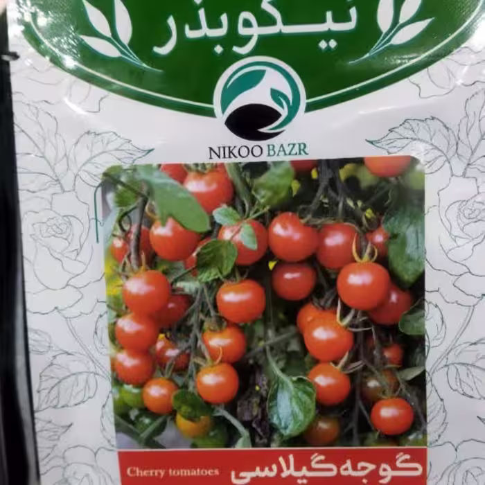 بذر گوجه گیلاسی 