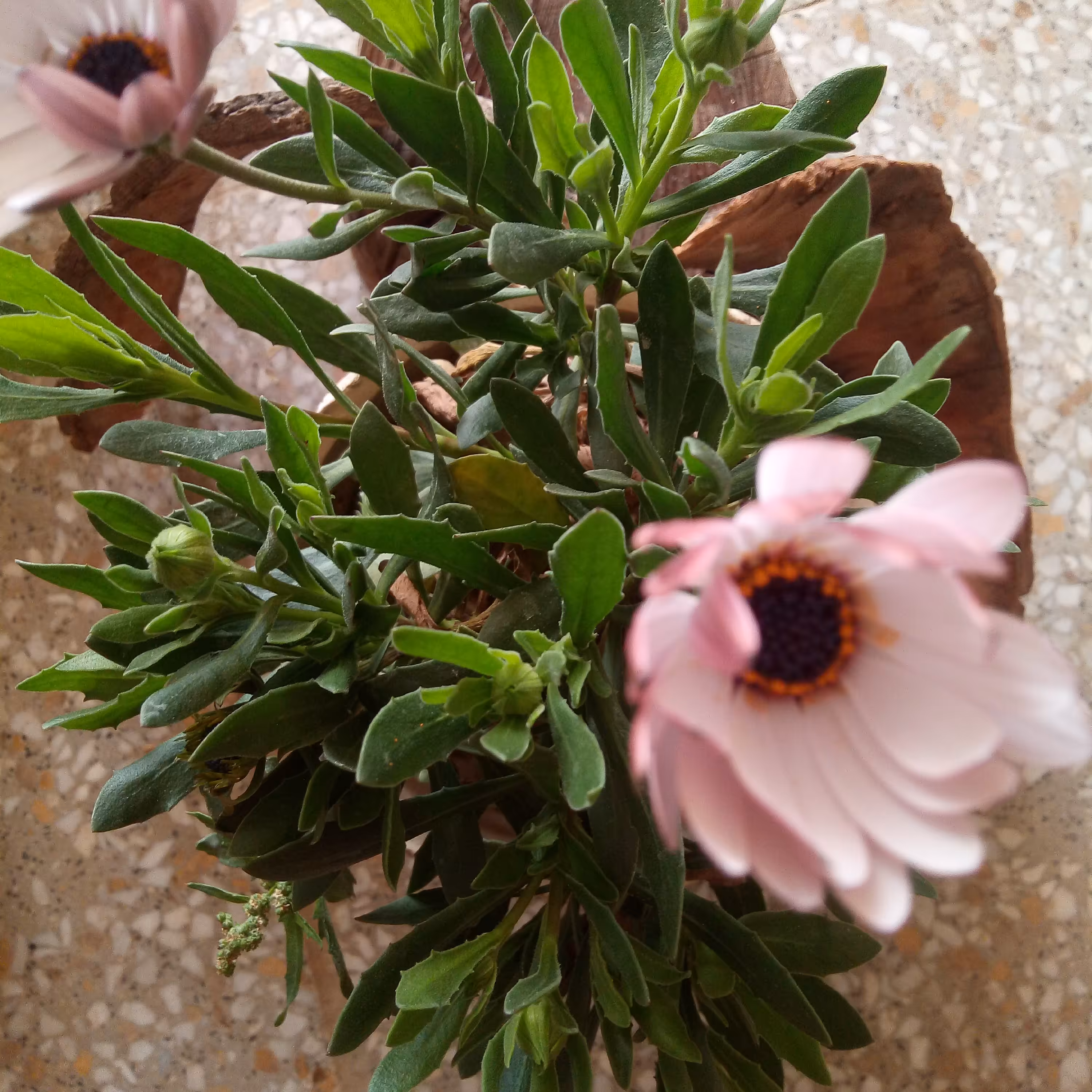 گلدان گل مینا🌸زیبا🍃چندساله🌸مقاوم به سرما🍃دائم گل