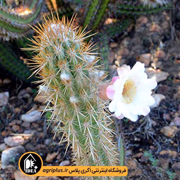 بذر کاکتوس Pilosocereus Gounellei