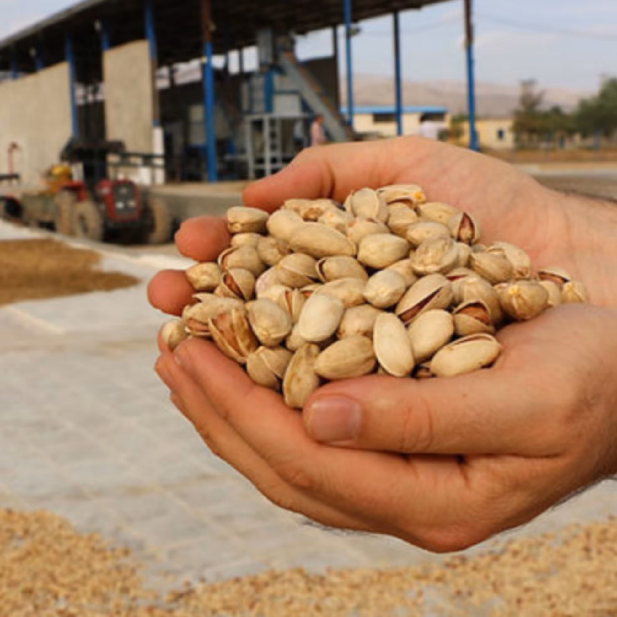 پسته خودمونی تمام خندان (اقتصادی) خوش طعم و عالی (نیم کیلو گرمی) 