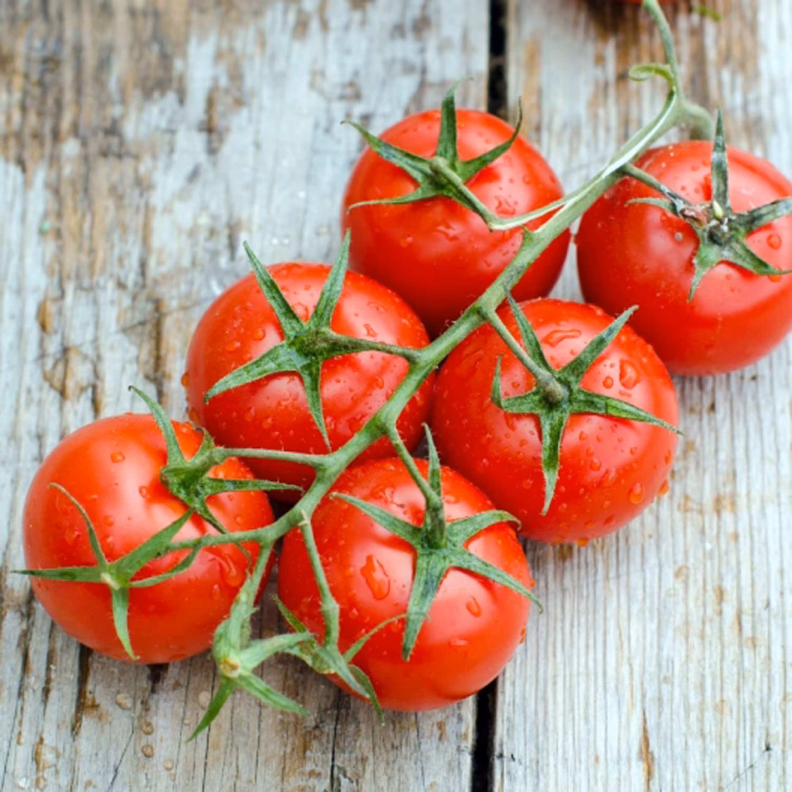 بذر گوجه گیلاسی بزرگ 10عددی