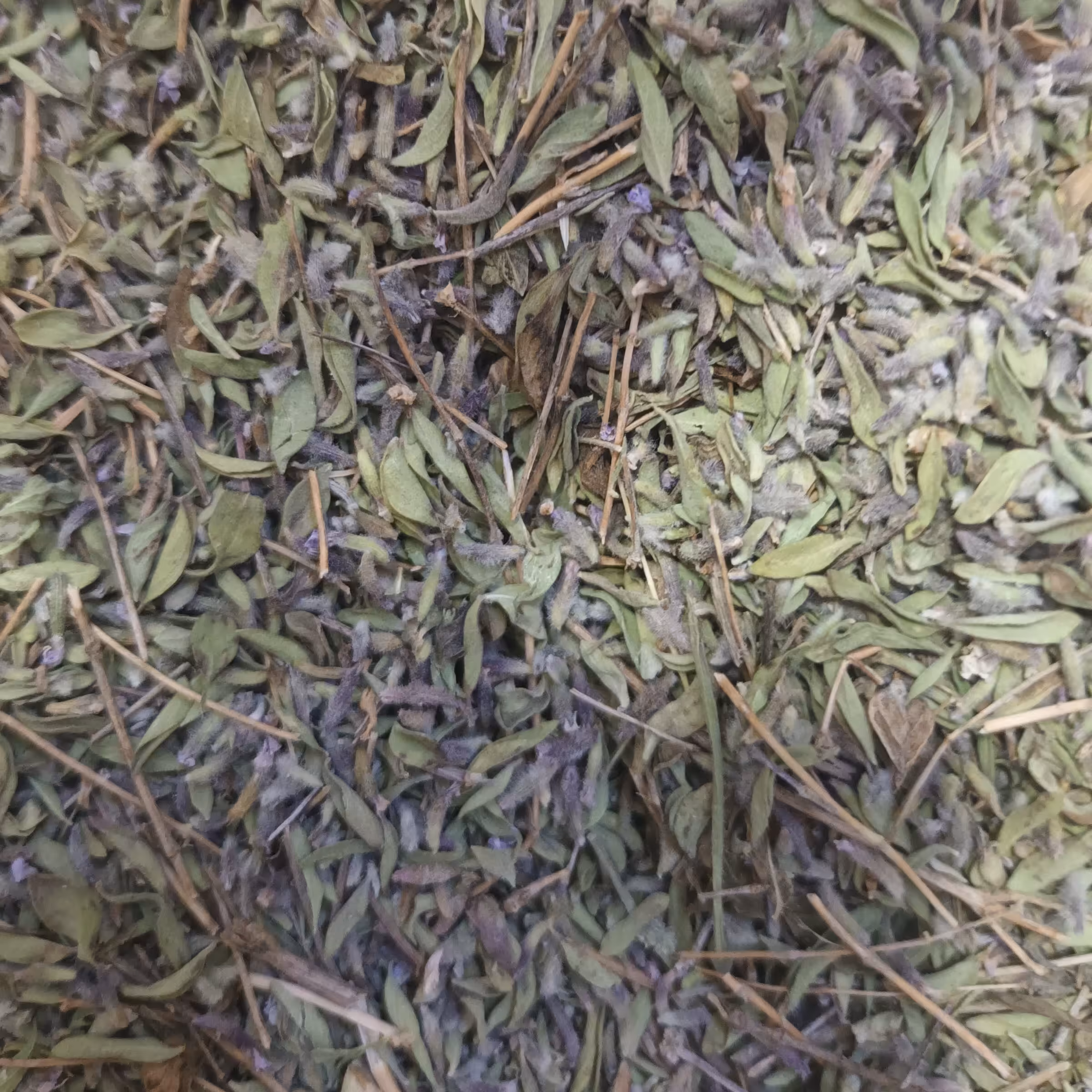 آویشن کوهی درجه یک