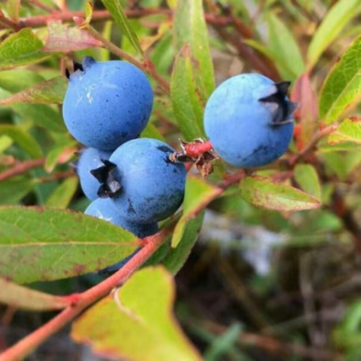 نهال بلوبری واریته اونیل کانادایی پنج ساله