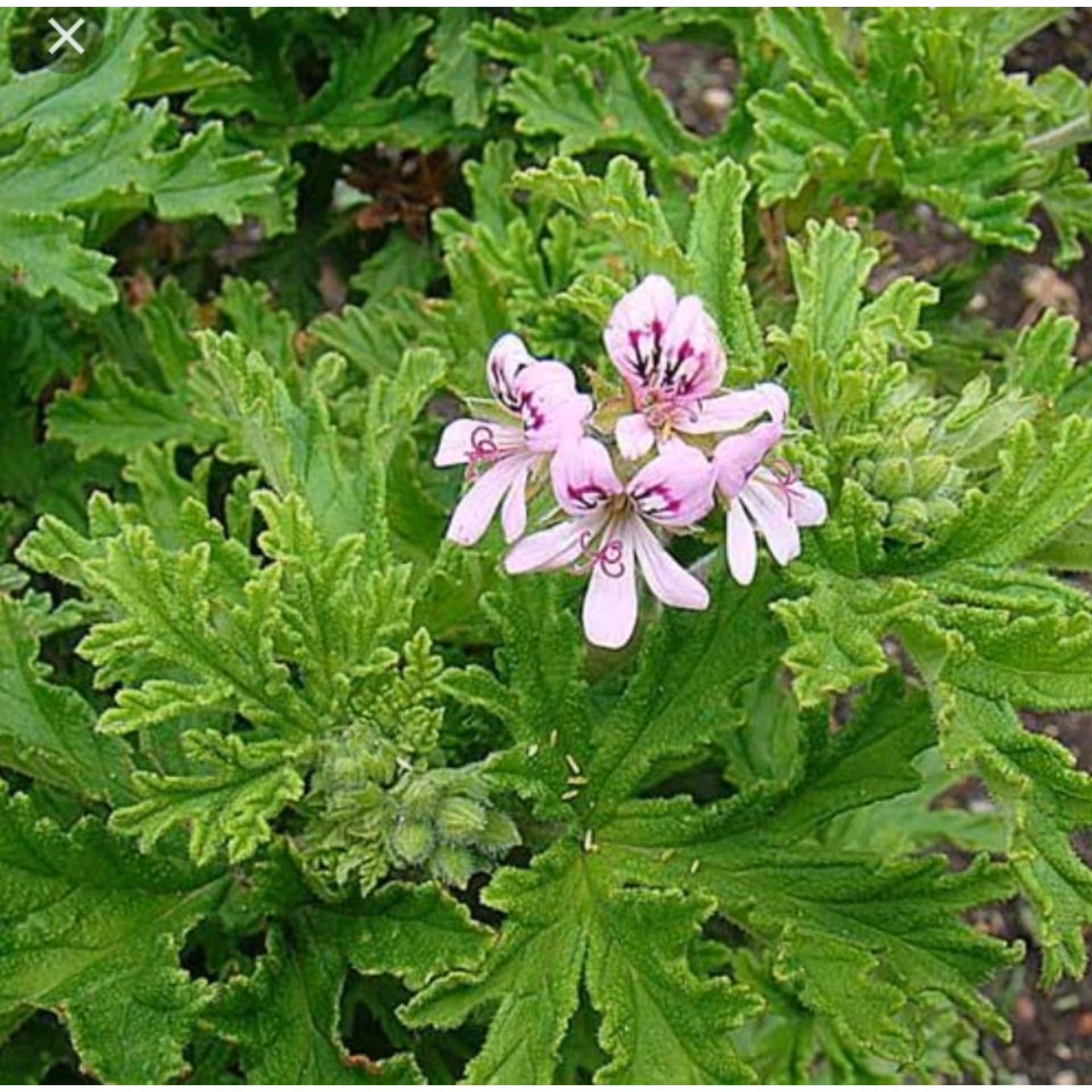 روغن گل شمعدانی معطر 30 سی سی 