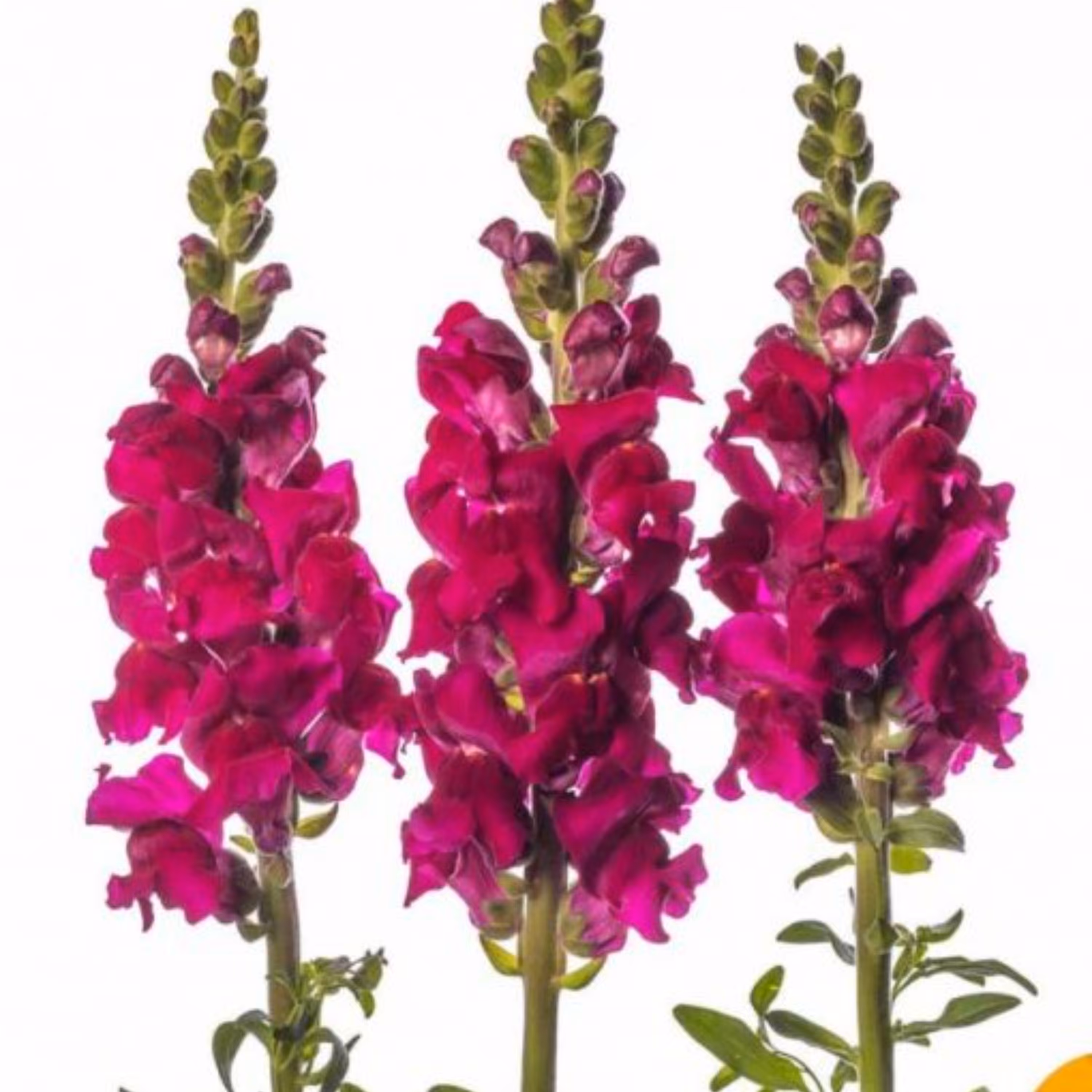 بذر گل میمون اسنپ شات بنفش آمریکایی بسته 10 عددی