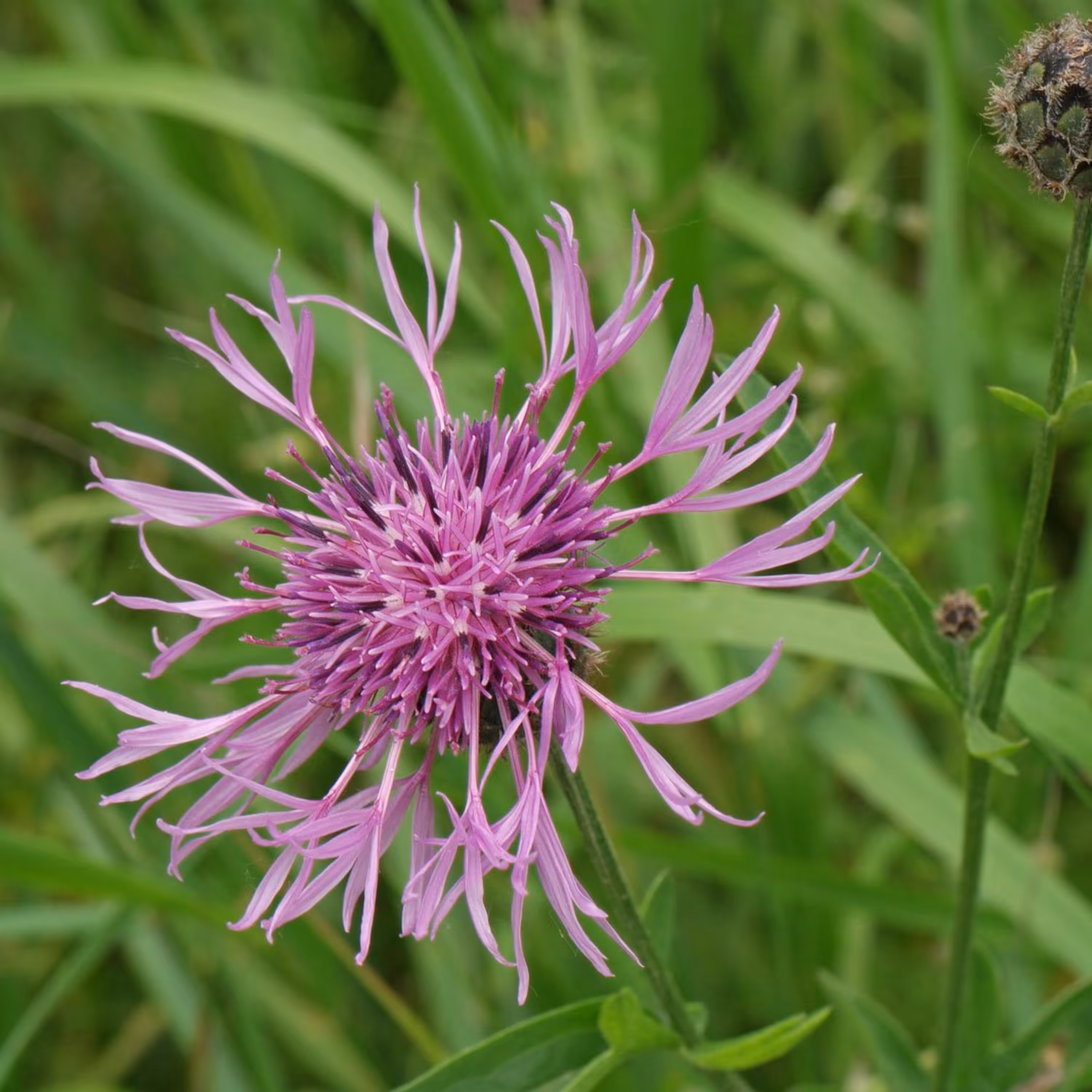 بذر گل گندم خوراکی 20 عددی